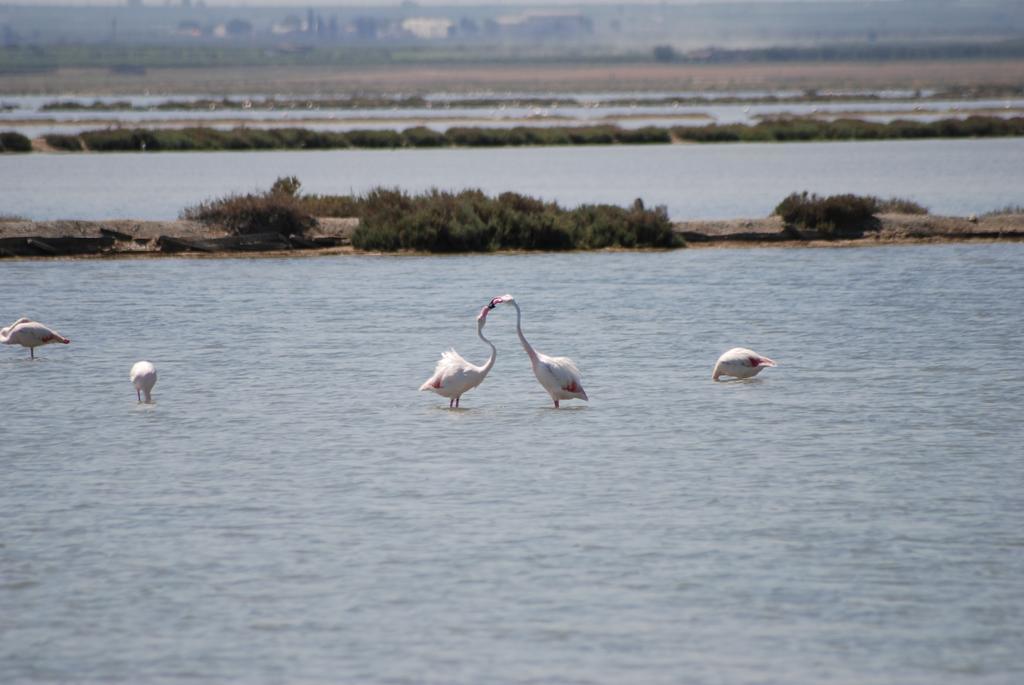 Eden Village Margherita Di Savoia Dış mekan fotoğraf